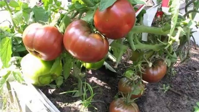 Томат «Негритенок» Описание томата смотреть онлайн