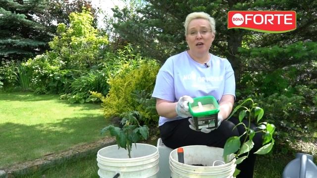 Пересадка перца с наноудобрением Bona Fore