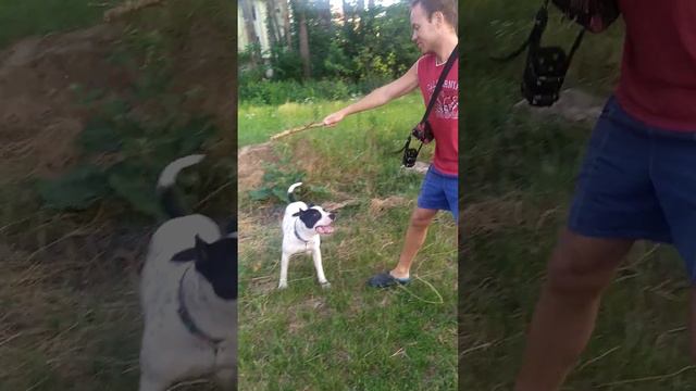 Питбуль - стафф играет с палкой | Pitbull playing with a stick