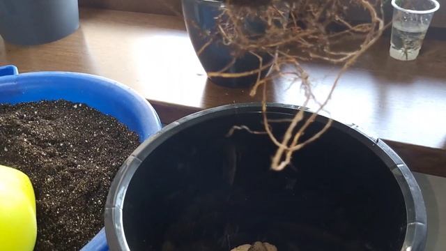 Пересадка комнатного растения - Фикуса Бенджамина смотреть онлайн