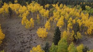 Flying Aspen Trees in 4K.