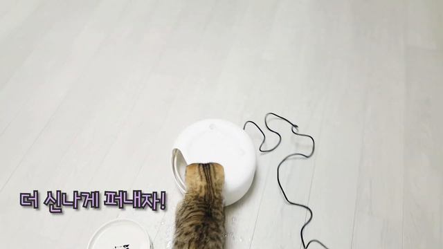 태어나서 처음 흐르는 물을 본 새끼고양이가 한 행동 ㅎㅎ | 고양이용 급수 정수기 리뷰 смотреть онлайн