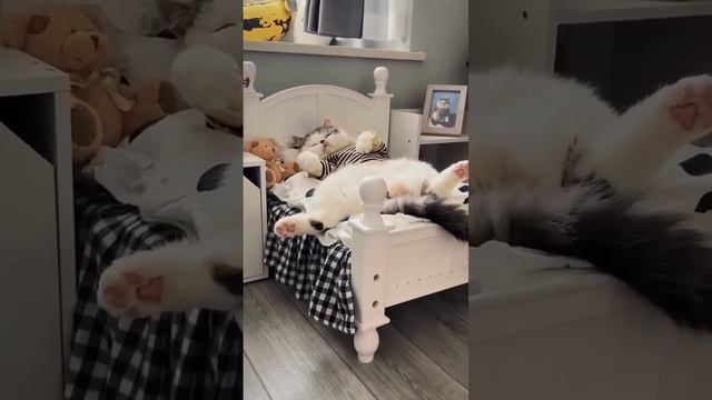 Awww so much cute ? ? #shorts #catlovers #tiktok #viral #homecat #ytshorts #cutecat #catsleeping
