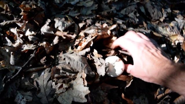 Mushroom Picking - Lactarius Piperatus, forest edible mushroom gathering Lactifluus piperatus смотреть онлайн