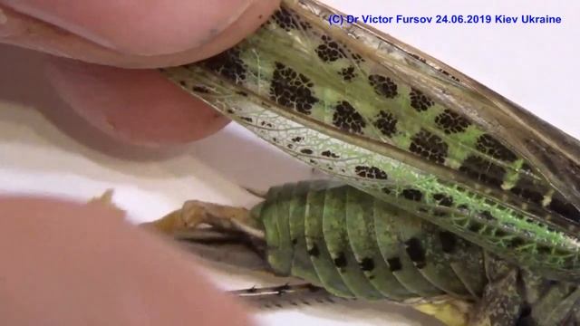 Зачем Пестрый Кузнечик Летел в Магазин в Киеве? смотреть онлайн