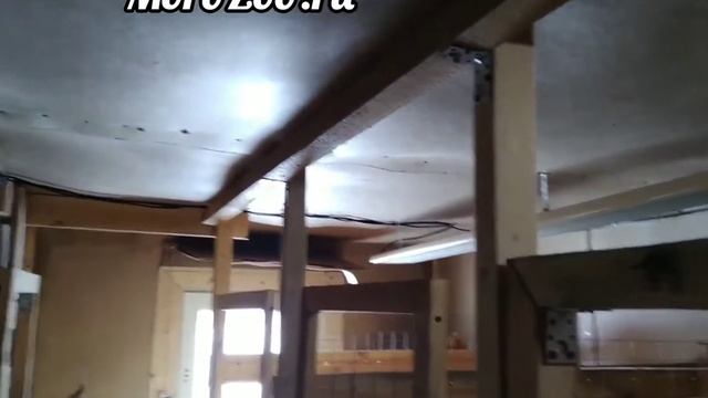 Условия содержания Карликовых Камерунских коз