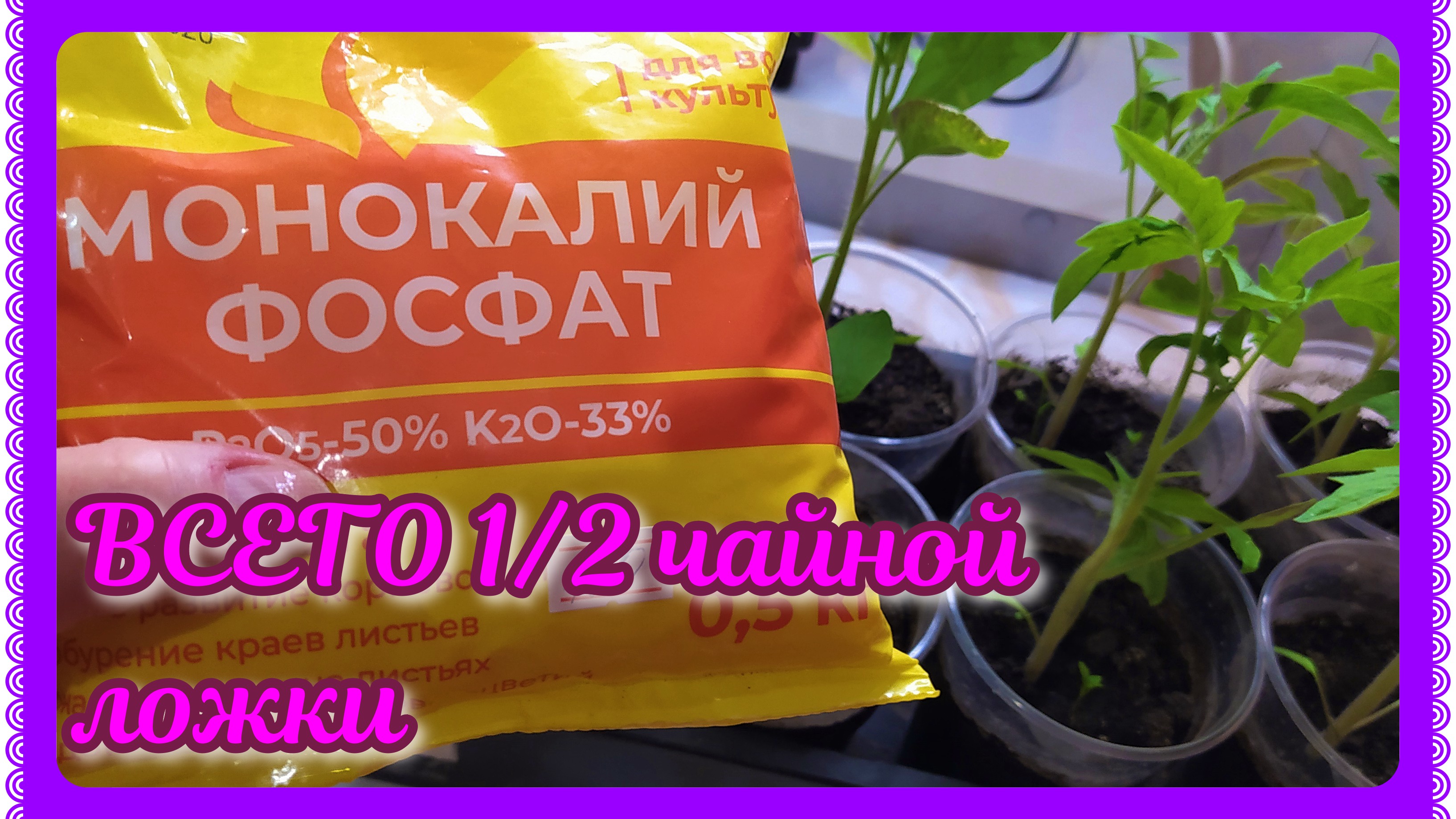 Как подкормить рассаду помидор монофосфатом калия. Средство для рассады коренастый. Коренастая рассада. Монофосфат калия. Голова Садовая подкормки для томатов.