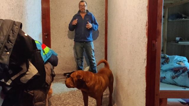 Здоровье собаки ? Шарпей. Отравление, подавилась, застряло в горле и другое. Что делать можно самим