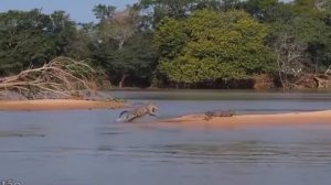 Lion vs Giant Anaconda - Crocodile vs Python | Most Amazing Attack of Animals