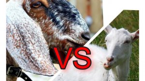 Какую породу коз я хочу покупать в данный момент?Каких коз я хотел бы купить?#ответынавопросы