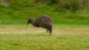 Почему Птицу Киви так назвали? | И почему она не летает?