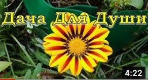 ГАЦАНИЯ - находка для сада!???