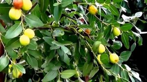 Унаби. Китайский финик. Какой он?