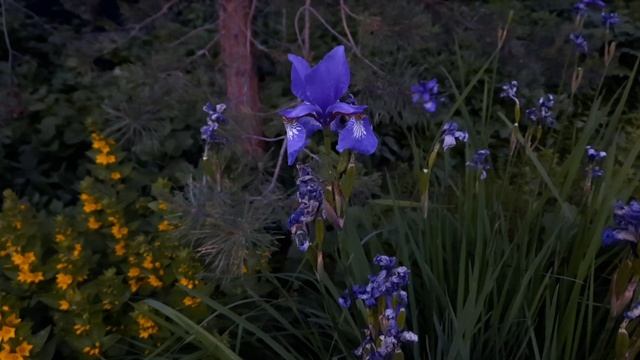 Сниму стресс и расслаблю за 5 минут | ЛЕСНАЯ МЕДИТАЦИЯ АСМР | Лес | Звуки природы смотреть онлайн