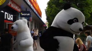 Танце панда и белый медведь