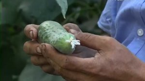 От чего белеют огурцы. Удачные заметки