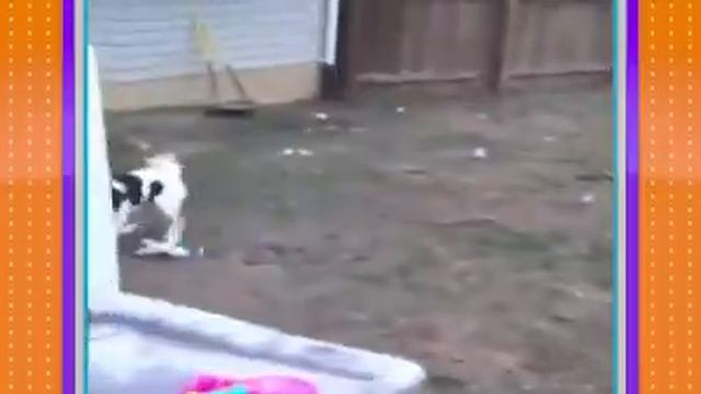 Собаки в жизни смотреть онлайн