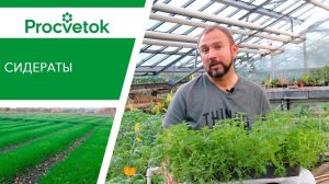 Сидераты. Органическое удобрение для экологически чистых урожаев!