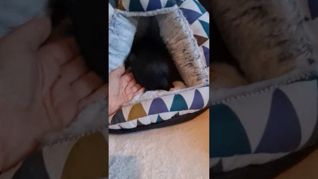 Девочка левретки смотреть онлайн