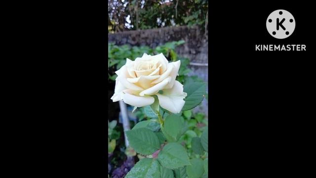 Menta Rose #แมนต้า #rose