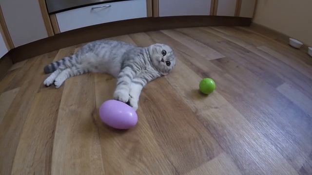 Шотландская вислоухая Кошка Хлоя и Яйцо Сюрприз ? Игры для котов и Игрушки для Котят Коты и кошки