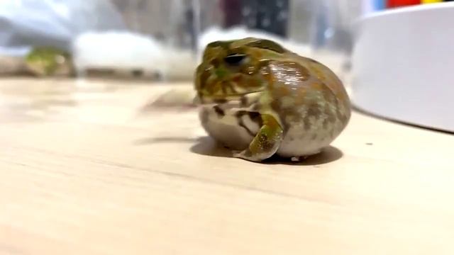 Я: дружелюбный и весьма общительный.