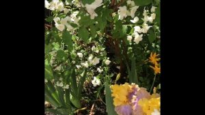 Клематис Шин Шигок.Чубушники: пестролистный Инносенс, венечный Variegatus (Вариегатус)  и махровый.