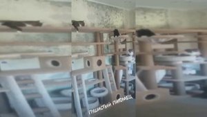 Оформление комнаты для большой компании котиков