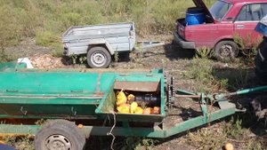 Тыква сорт Улыбка