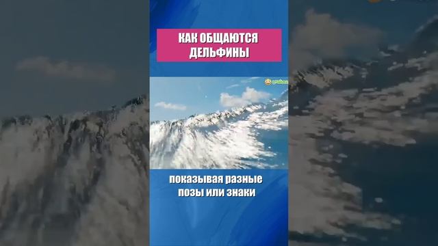 Как дельфины разговаривают между собой?