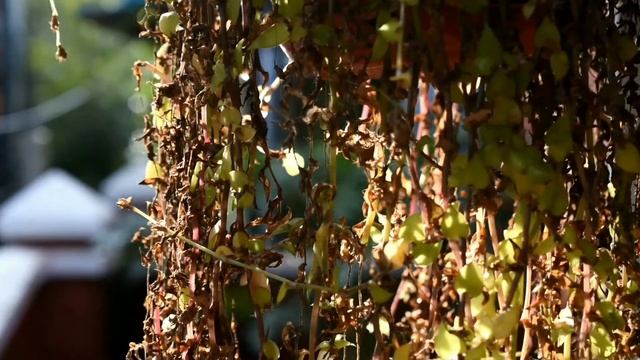 Nikon D5600 video test lens 18-55mm 1080p with 60fps смотреть онлайн