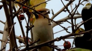 Вежливый кролик сказка