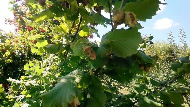 Фундук Святковий та Корончатий. Збір врожаю на 5-6 рік. смотреть онлайн