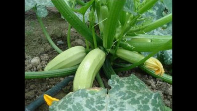 ЭТИ КАБАЧКИ ПОСАДИТЕ ОБЯЗАТЕЛЬНО!! САМЫЕ НЕЖНЫЕ, ВКУСНЫЕ И УРОЖАЙНЫЕ КАБАЧКИ смотреть онлайн