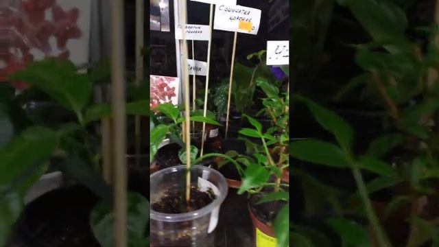 Смешные названия растений. смотреть онлайн