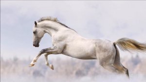 Бегущие по волнам (песня "Я подозвал коня" из к/ф Пацаны )