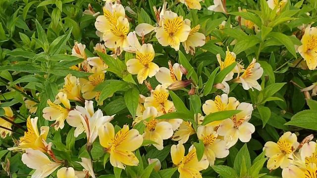 Астромерия, Видим ее в букетах, а как растет в природе??🇬🇧 смотреть онлайн