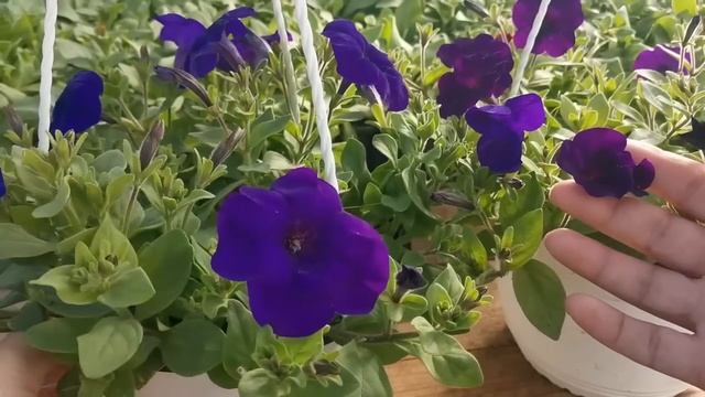 Новинка 2020. Ампельная петуния Шок Вейв Парпл Тай Дай смотреть онлайн