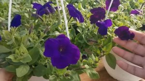 Новинка 2020. Ампельная петуния Шок Вейв Парпл Тай Дай