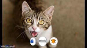 Понимают Ли Кошки Человеческую Речь и Что Говорят Нам в Ответ? ¤ НЕОБЫЧАЙНОЕ