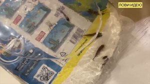 Редкие Цихлиды Мбуна. Распаковка новой рыбы