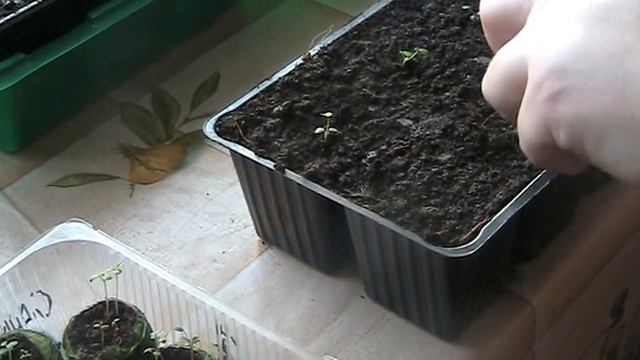 Посев земляники садовой крупноплодной часть-9(пикировка) //Секреты хороших урожаев.