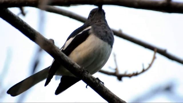 Сорочий шама-дрозд (Copsychus saularis) смотреть онлайн