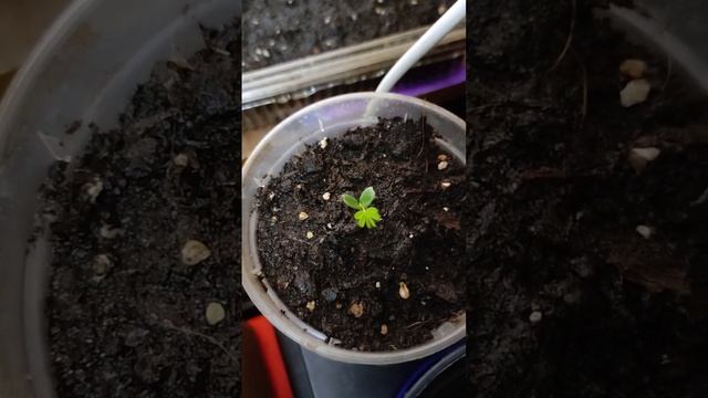 Мимоза Стыдливая #мимоза #стыд #стыдливая #цветок #цветы #комнатныерастения #mimosapudica #shorts смотреть онлайн