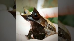 #животные   Красивые и необычные лягушки и жабы, которые реально существуют. #природа