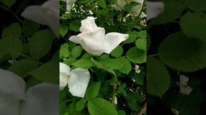 Spotlight on Frau Karl Druschki ( Spotlight on Roses series #12)