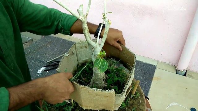 How to Make Banyan Tree Bonsai? Banyan Bonsai | Best Bonsai for Beginners|banyan root pruning,Part смотреть онлайн