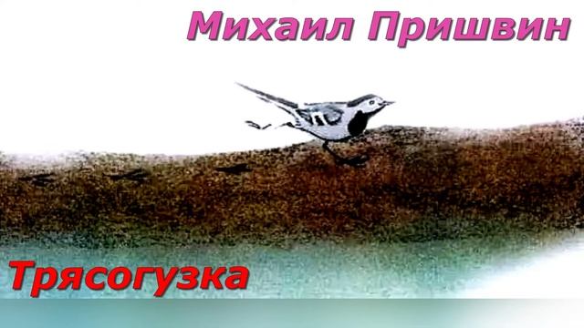 Трясогузка. М. Пришвин.