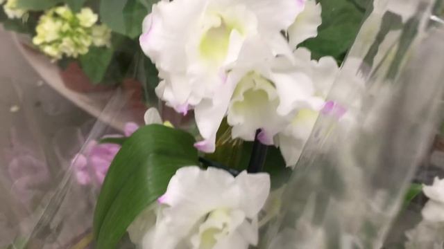 Свежий завоз орхидей в Леруа Мерлен 21 июля 2020 г, Покупаю сразу палетками)) смотреть онлайн