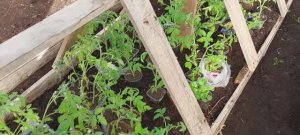 Миграция рассады